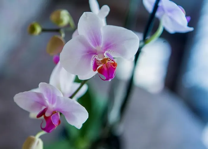 ホテル Artemis 3*