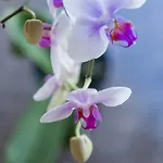 Artemis Hotel Saas-Fee