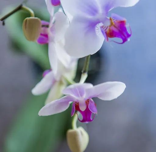 Artemis Hotel Saas-Fee